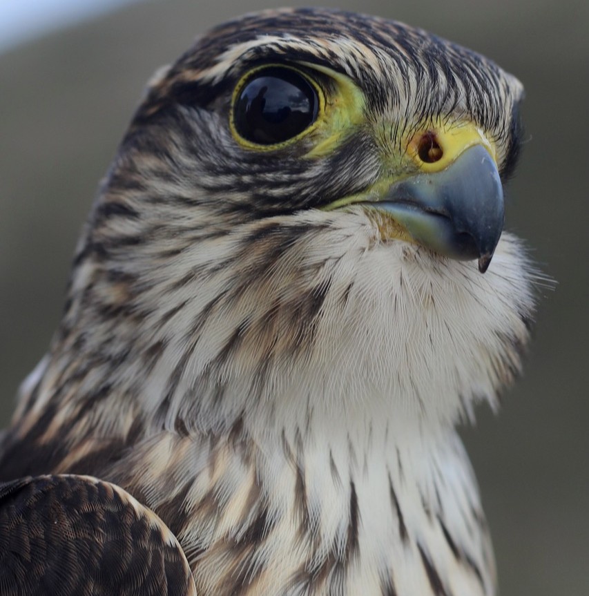 A Merlin, small raptor with brown feathers and yellow beak fills, the image.
