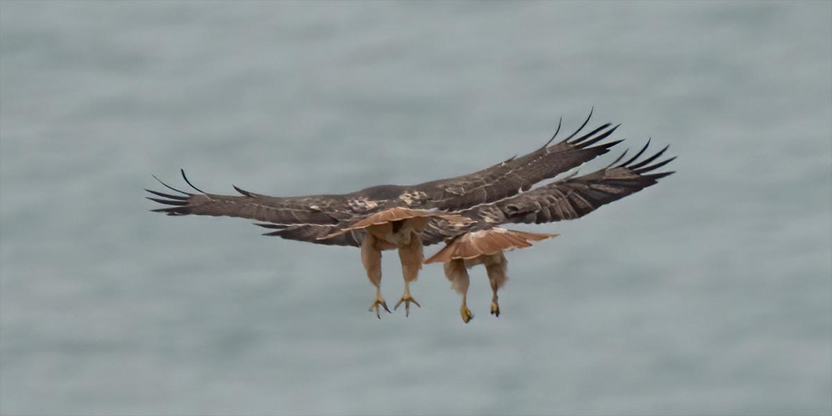 A pair of Red-tailed Hawks flies in tandem above the Pacific Ocean.  Photo: Don Bartling