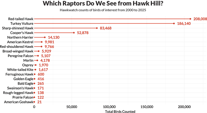 Chart: Which Raptors Do We See From Hawk Hill?