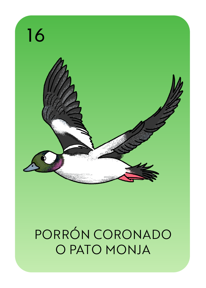 Lotería card showing a Porron Coronado O Pato Monja or Bufflehead