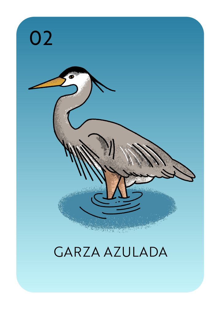 Lotería card showing a Garza Azulada or Great Blue Heron