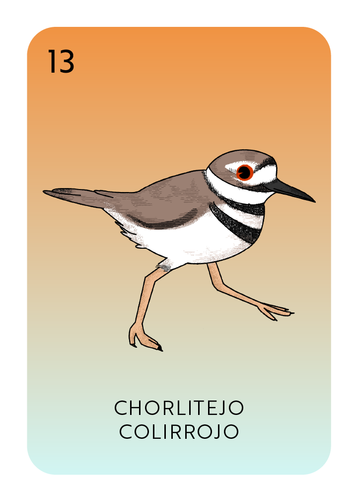 Lotería card showing a "Chorlitejo Colirrojo" or Killdeer bird