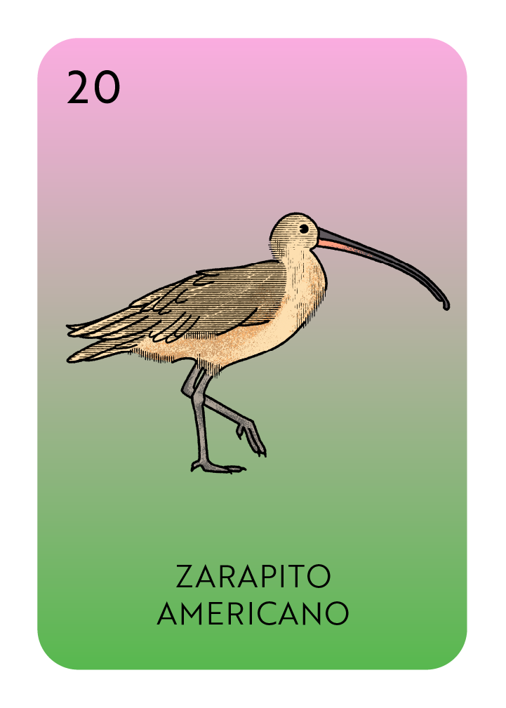 Lotería card showing a Zarapito Americano or Long-Billed Curlew