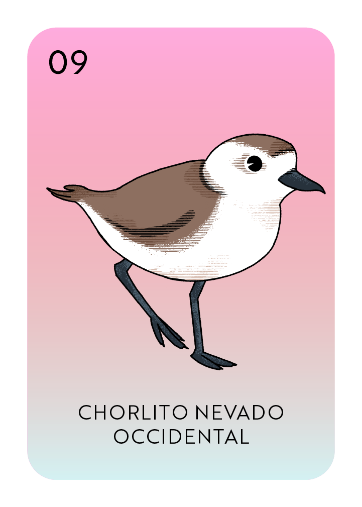 Lotería card showing a Chorlito Nevado Occidental or Western Snowy Plover