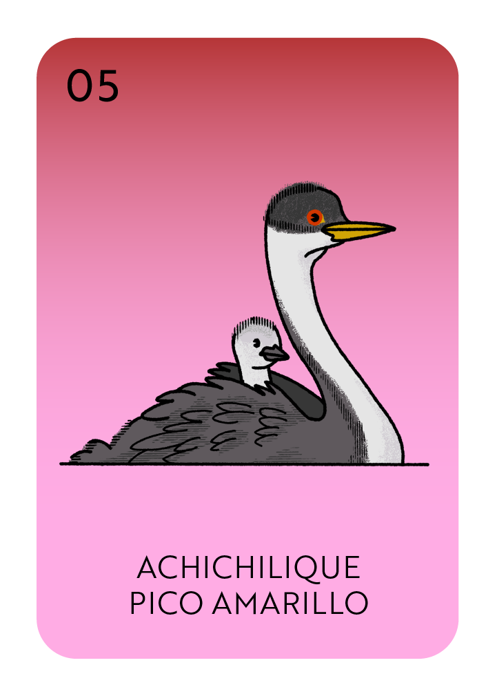 Lotería card showing an "Achichilique Pico Amarillo" or Western Grebe
