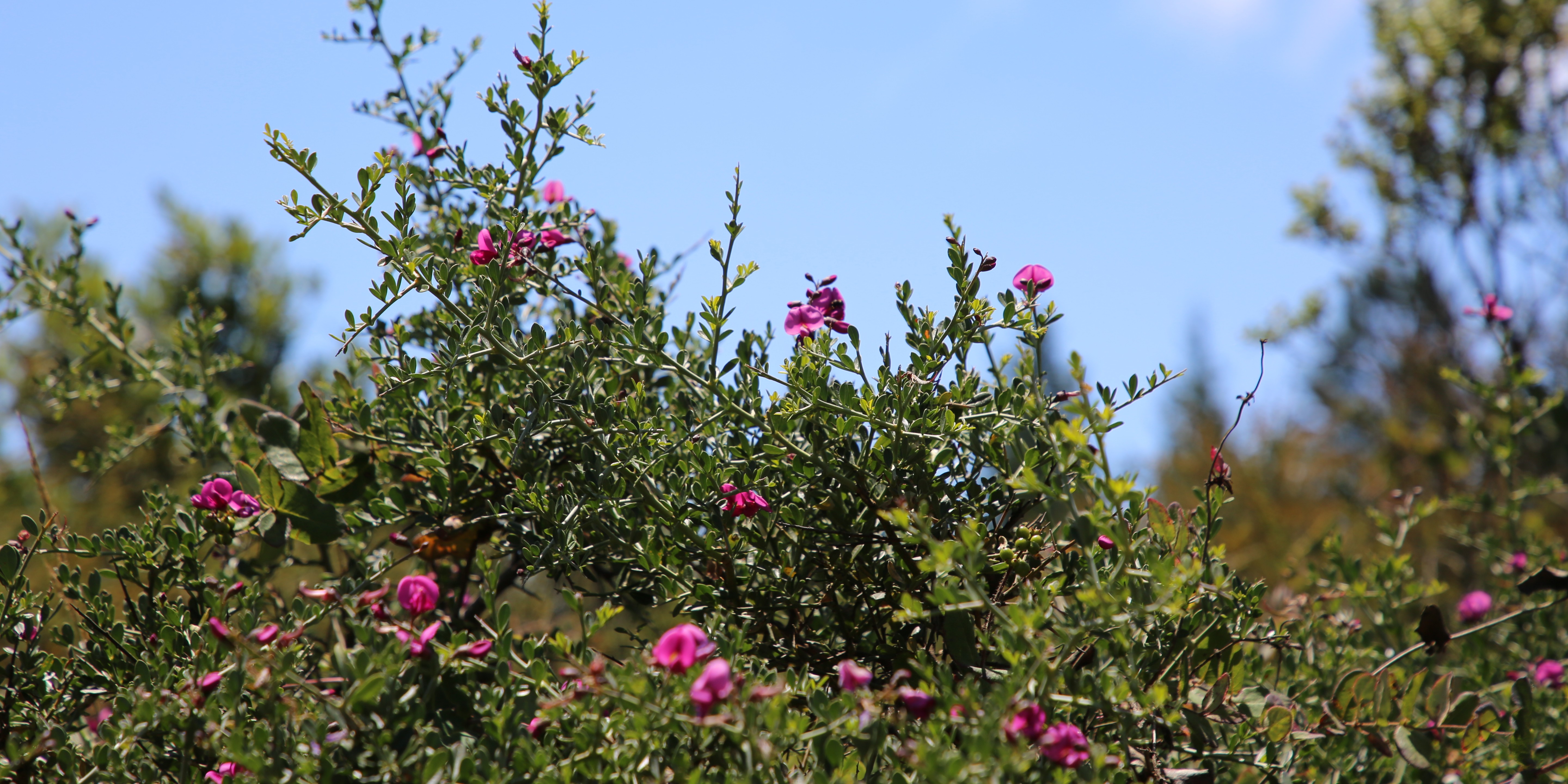 Chaparral pea is a native shrub with small pointed leaves and fuschia flowers.