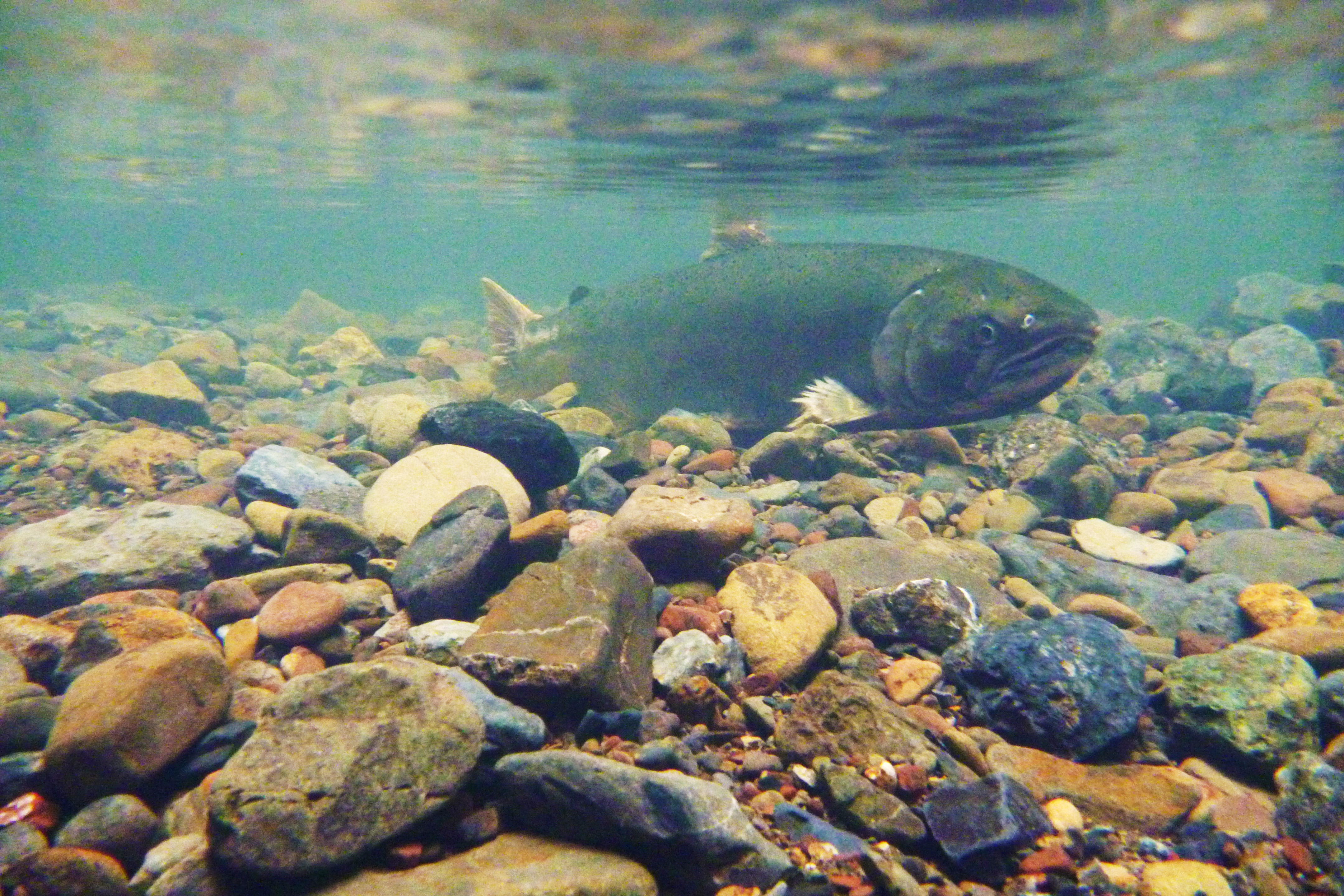 coho salmon swimming under water