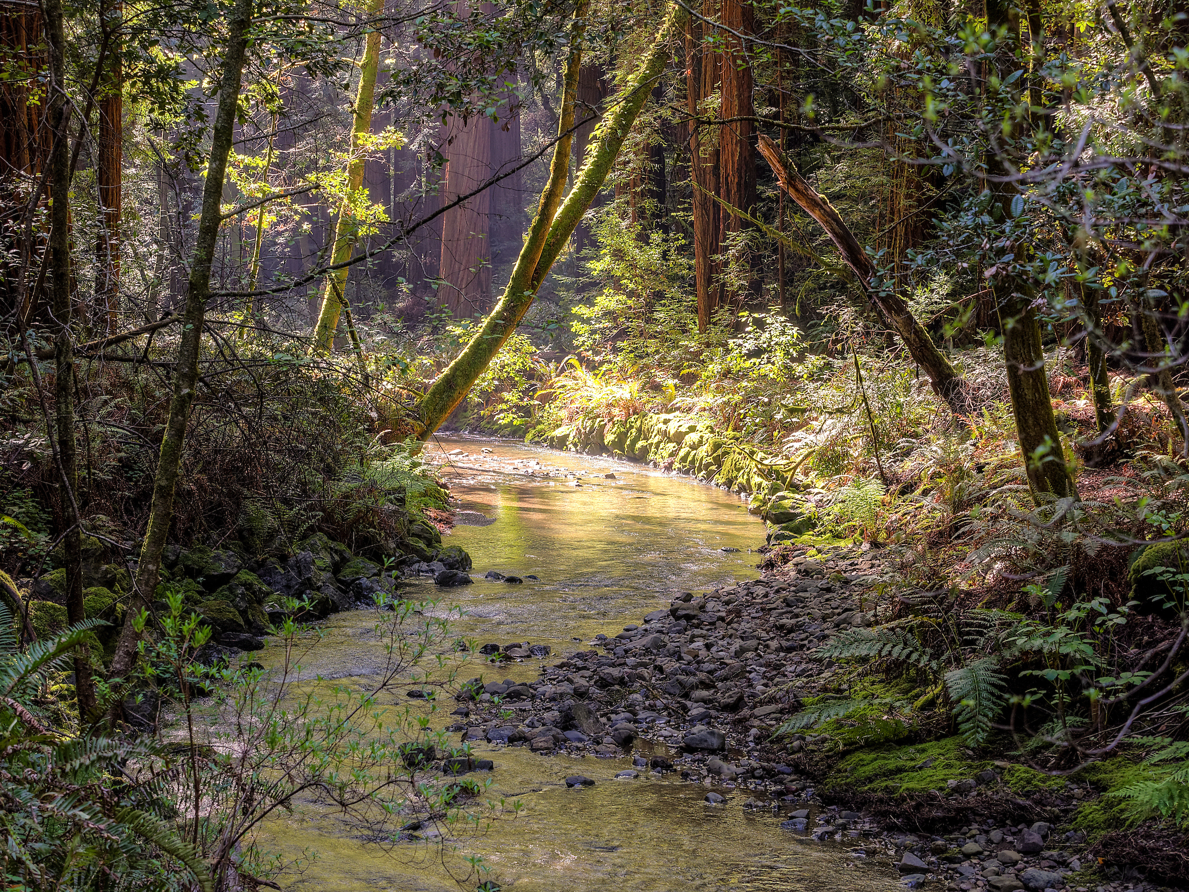 Redwood Creek with the sunlight peeking through in the background