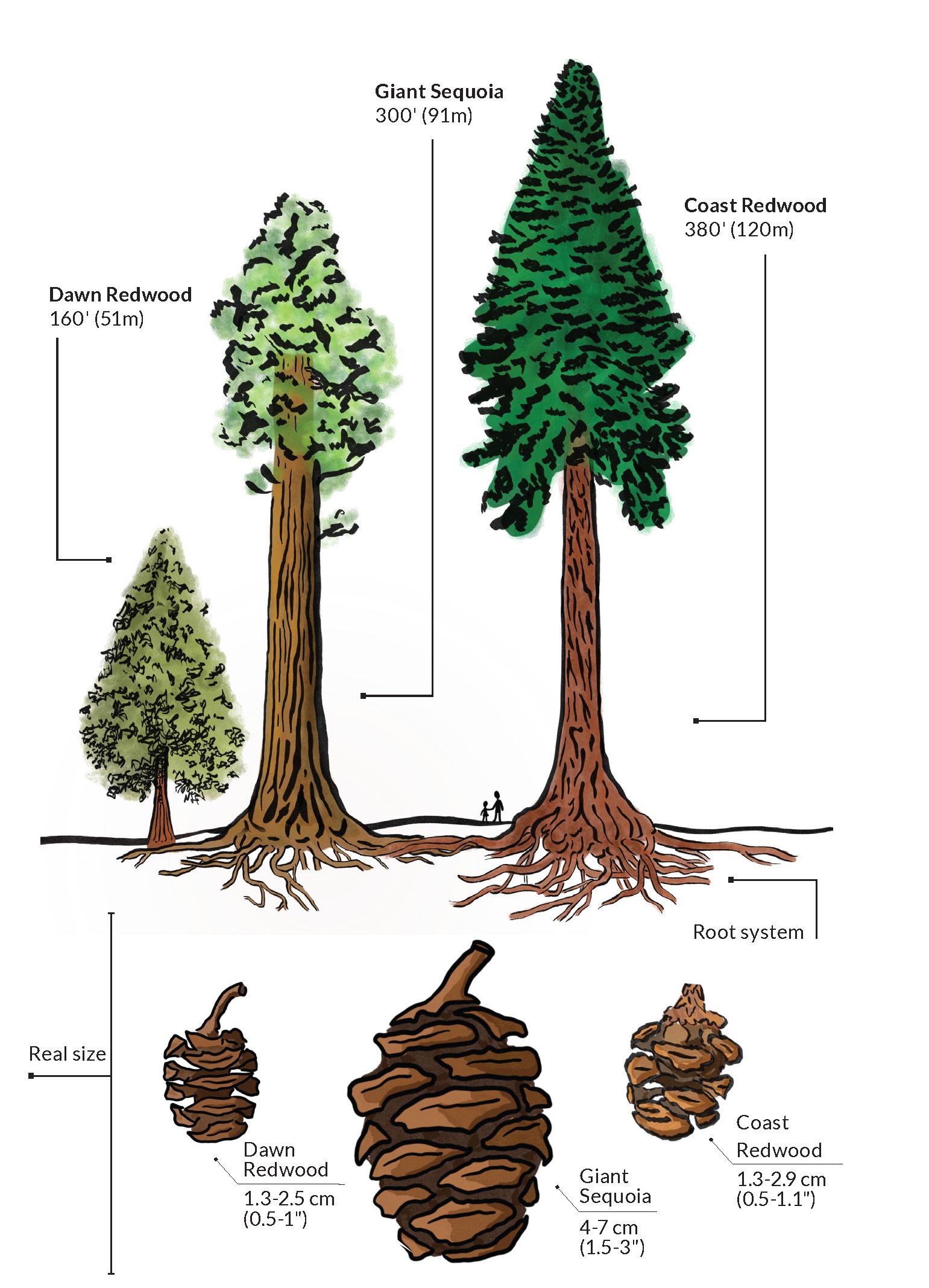 redwood diagram and its seeds