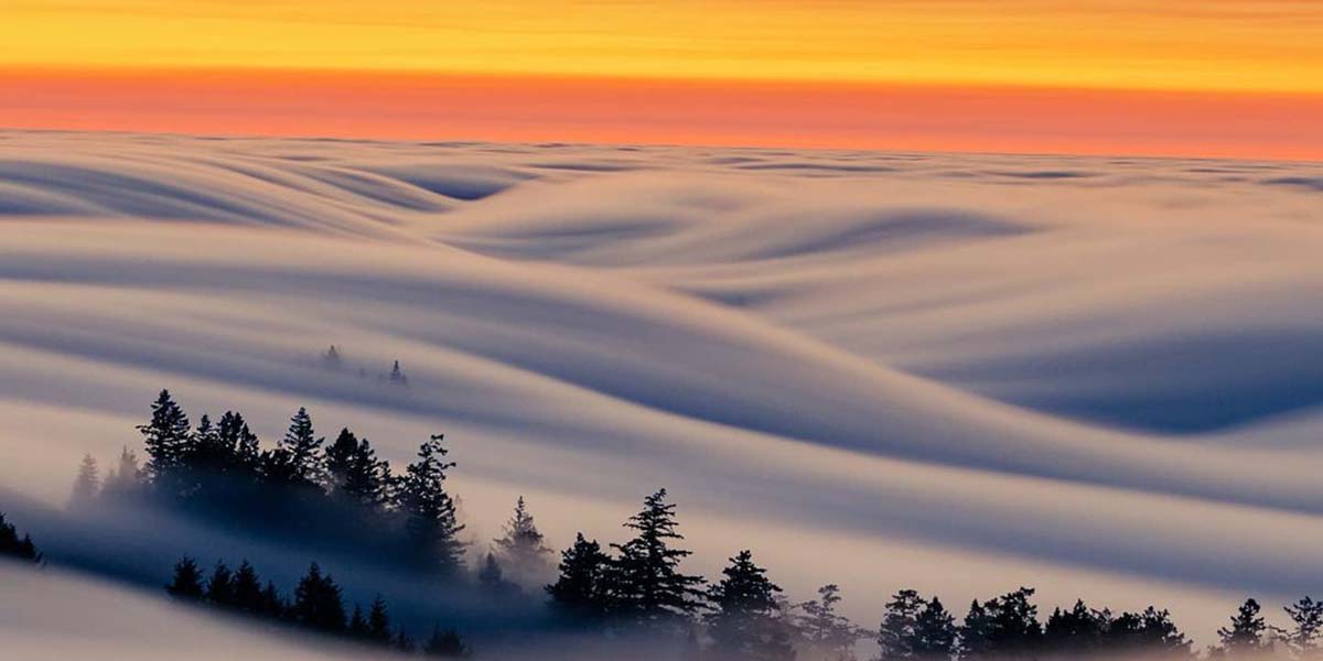 Fog rolling over forest at Mount Tamalpais