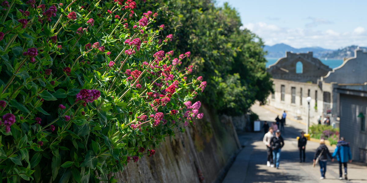 Plants in the sunshine on Alcatraz Island.
