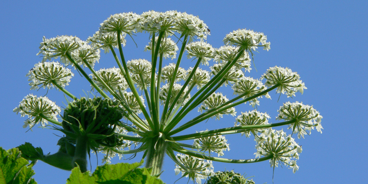 Cow Parsnip Golden Gate National Parks Conservancy