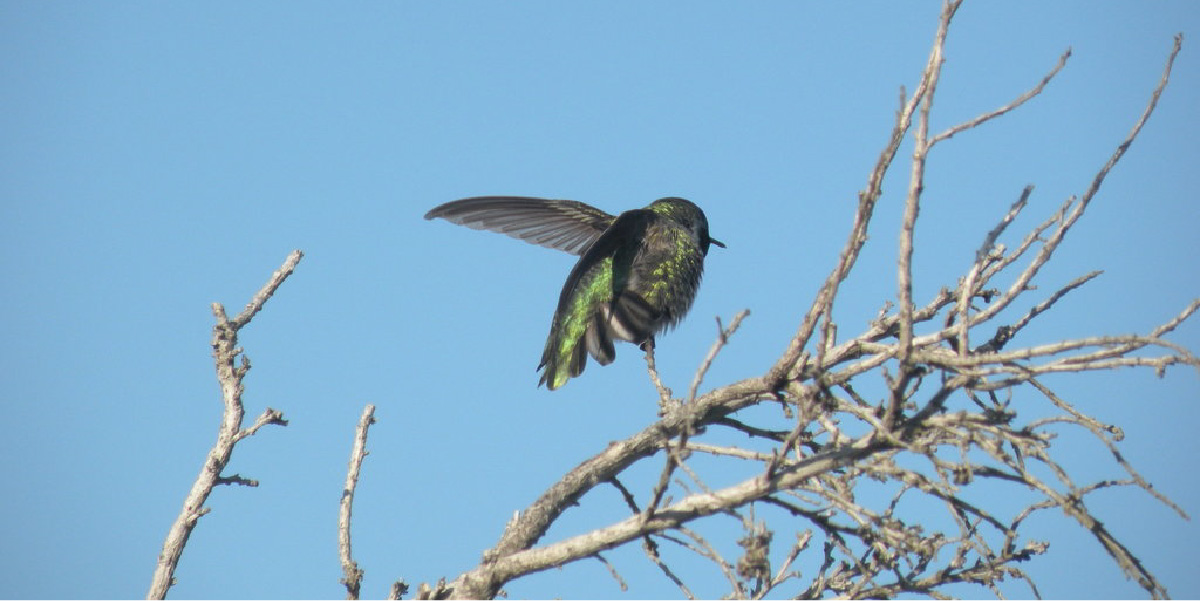 Hummingbird in flight