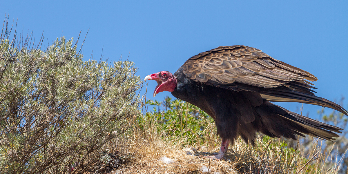 Turkey Vulture 