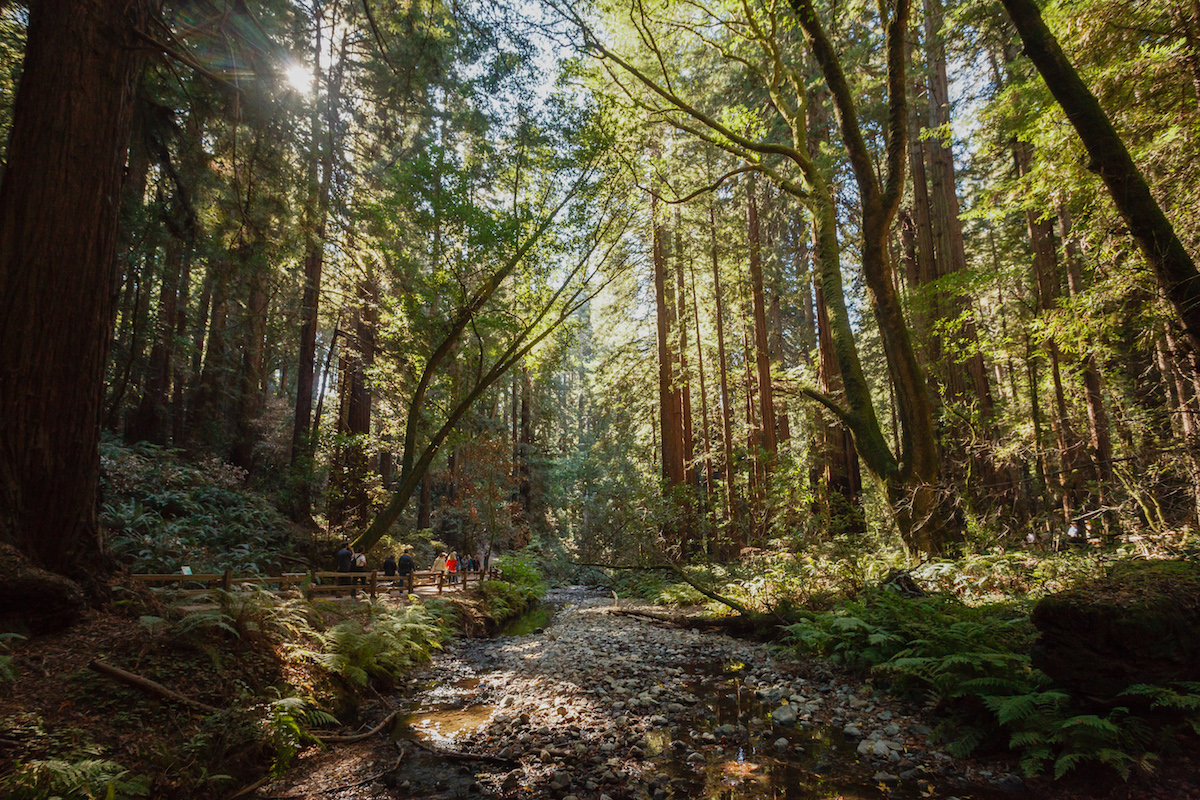 sunlight Muir Woods