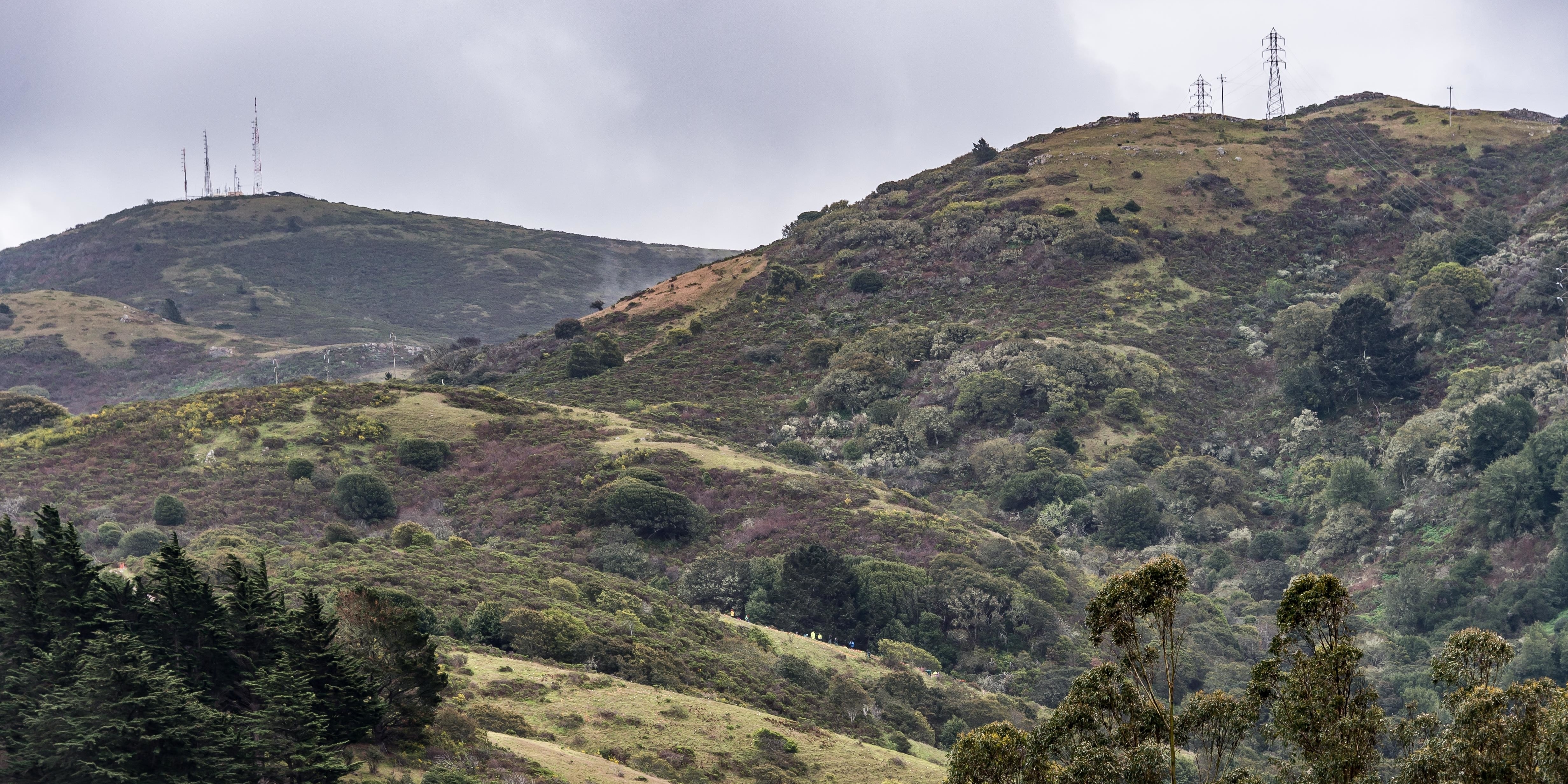 Habitat restoration volunteers work on Alta Ridge