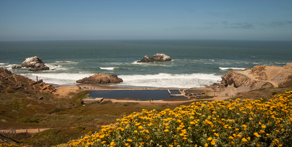 Image of wildflowers at Lands End