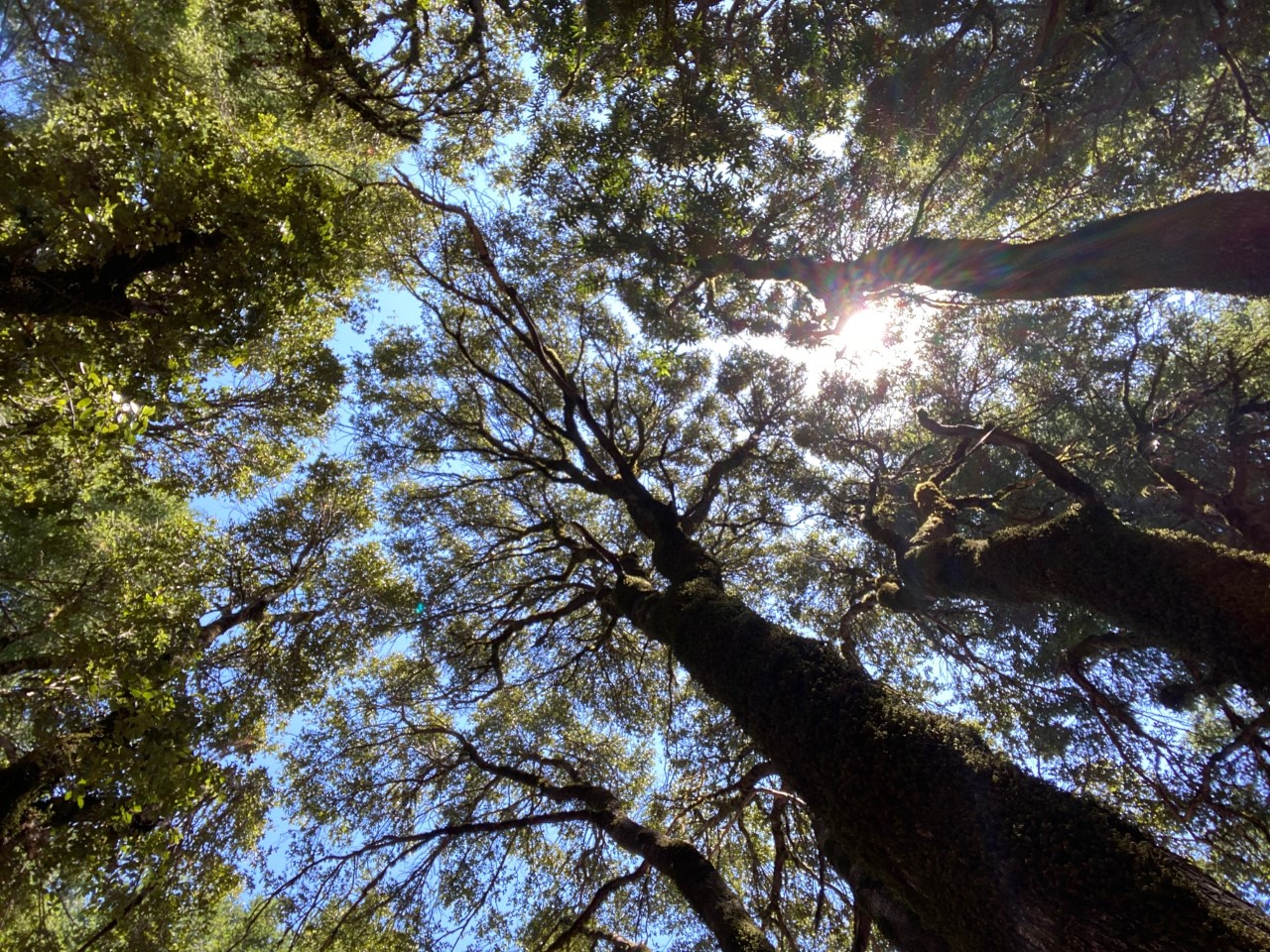 Tree canopy showing gaps that let light in.