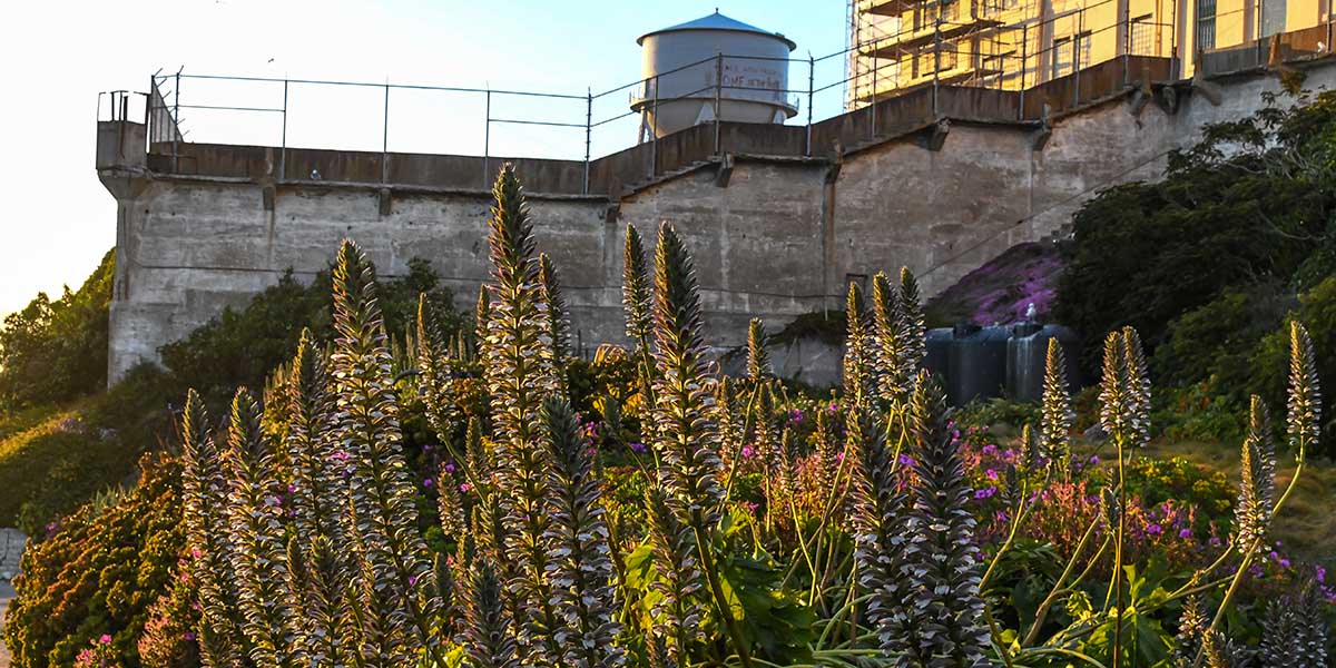 The Alcatraz Historic Gardens with the Rock's famed water tower in the background.