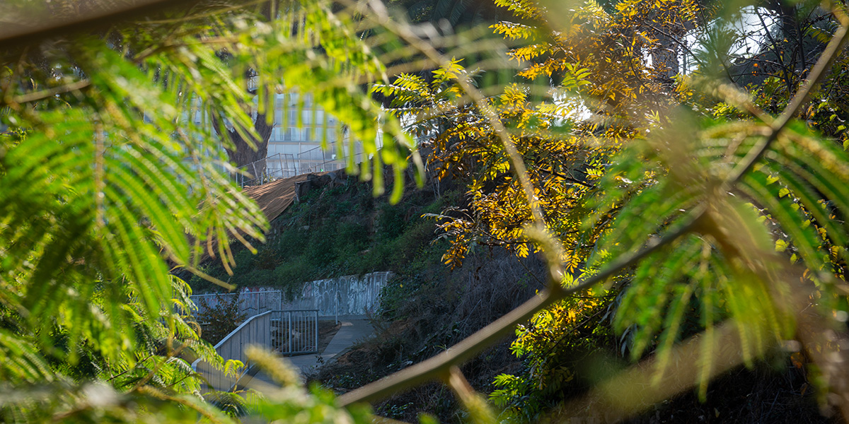 An image of a walking path in the midst of a tiered garden.