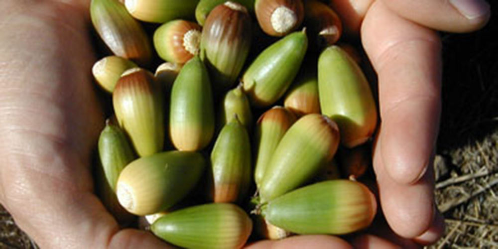 700 pounds of acorns found in California home (video) - Boing Boing