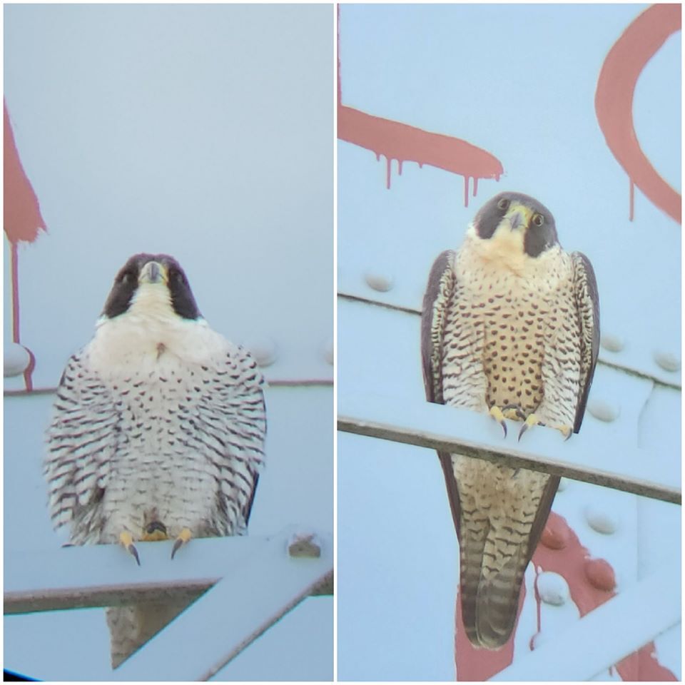 Side-by-side photos two peregrine falcons, male on left and female on right.