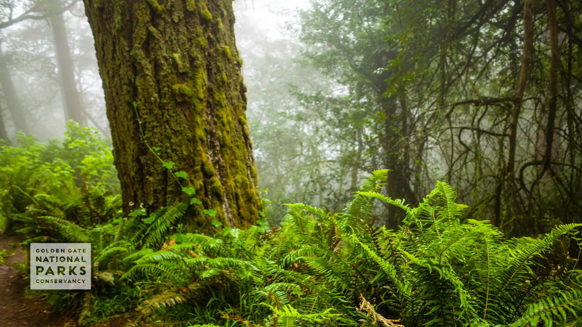 Free Zoom Backgrounds To Take Your Meetings To The Parks Golden Gate National Parks Conservancy