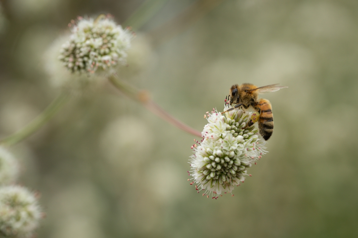 A bee gathers pollen from a flower
