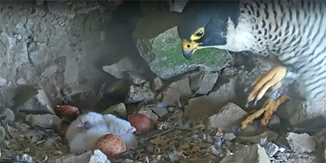 A video recording capture of a female peregrine falcon peering at four unhatched eggs of varying colors.