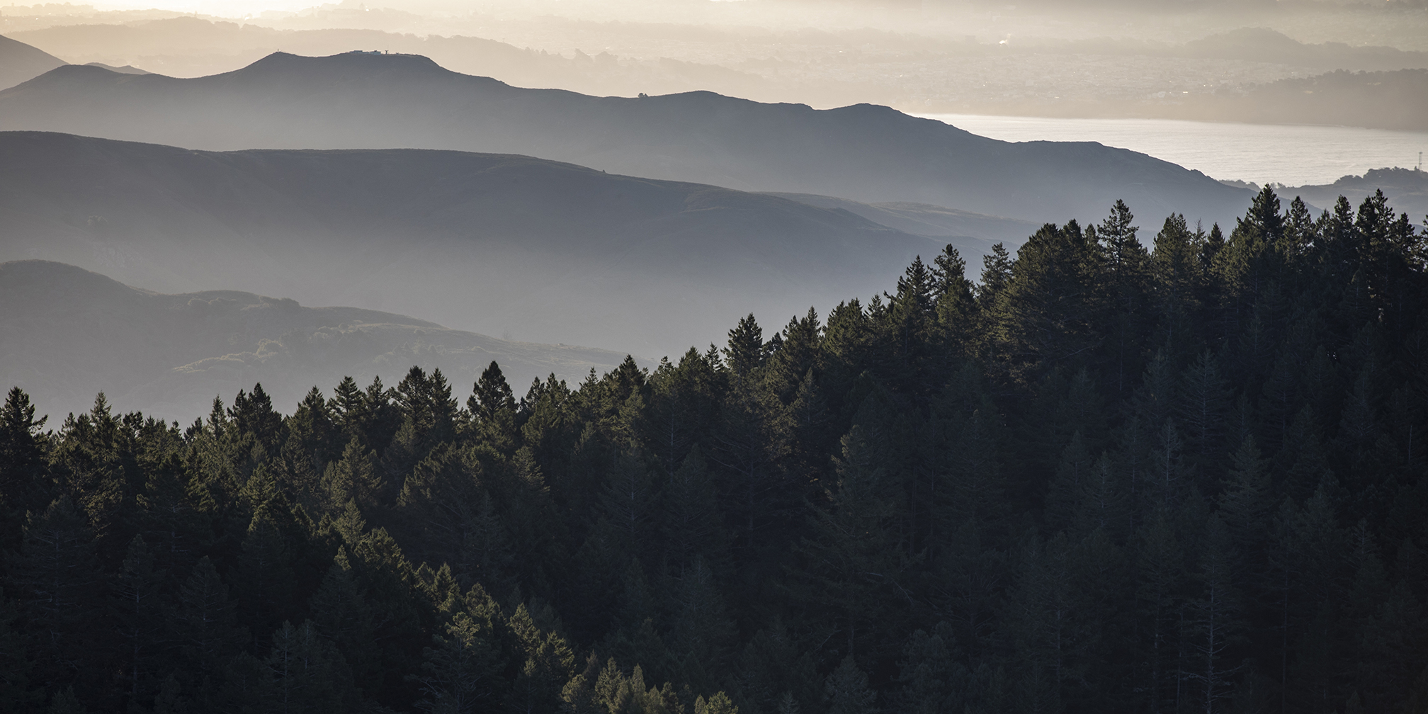 A foggy photo of the forests of Mt. Tam with the rising sunlight filtering in.