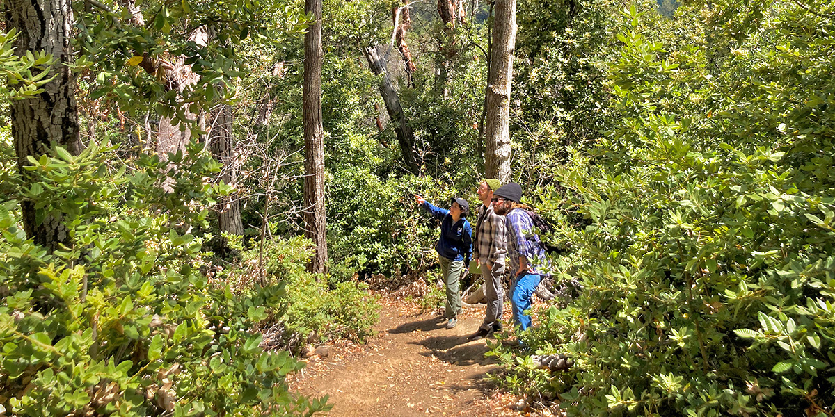 3 people on a path looking at trees in a forest.