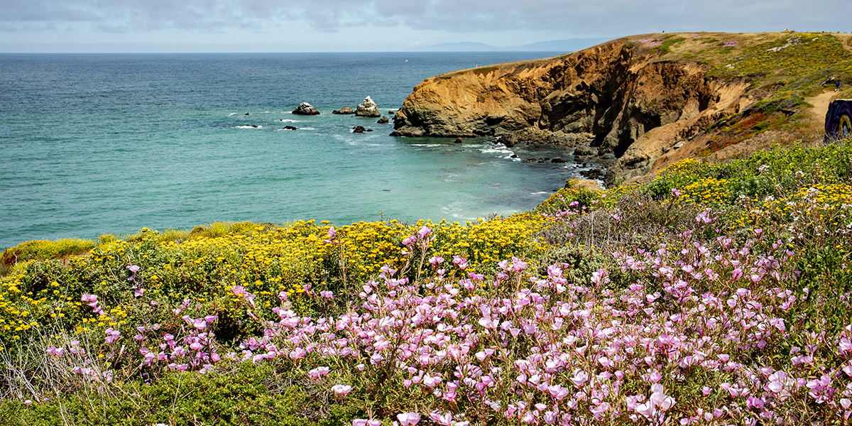 Wildflowers at Mori Point