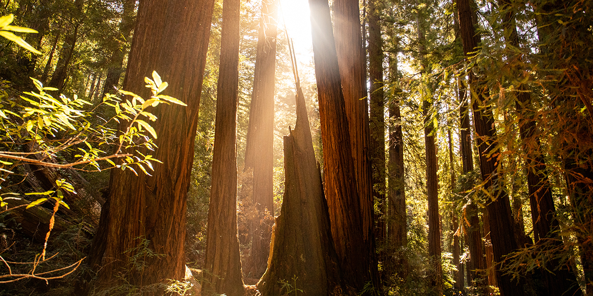 Sunlight shines through canopy at Muir Woods