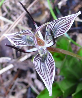 Fetid adder's tongue (Scoliopus biglovii)