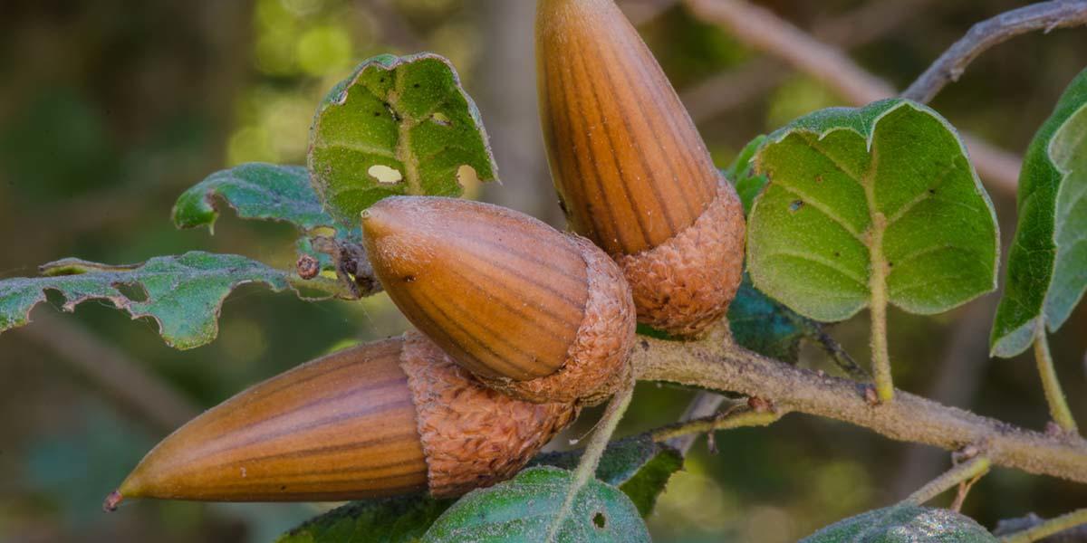 Live oak acorns.