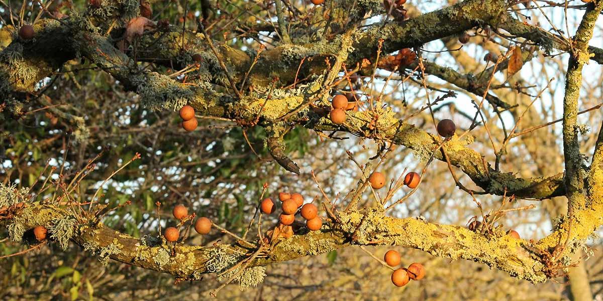 Oak galls form on an oak tree.