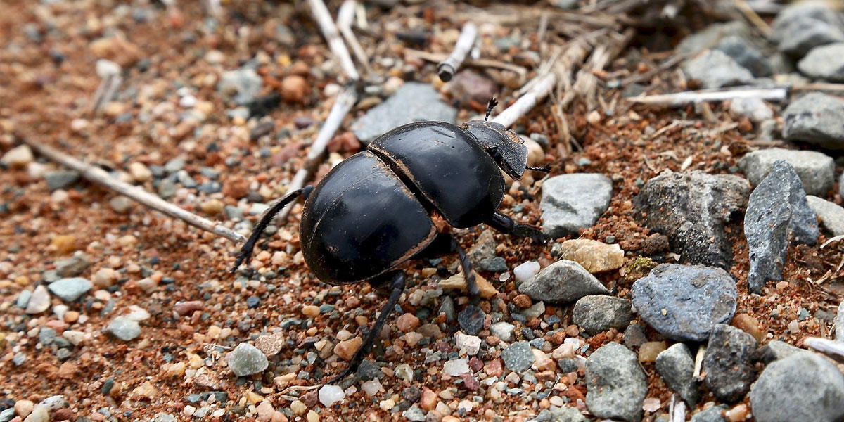A shiny black insect crawls over rocks, sand, and twigs