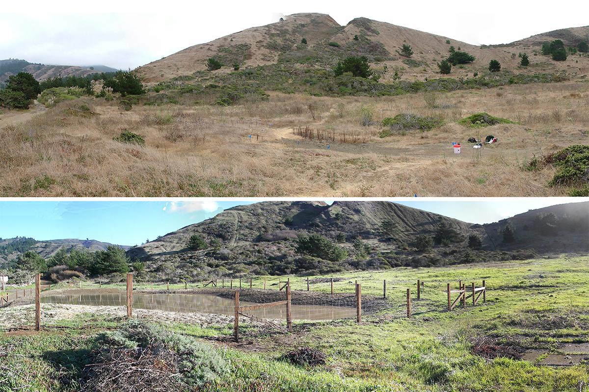 Frog pond before and after photo from Mori Point