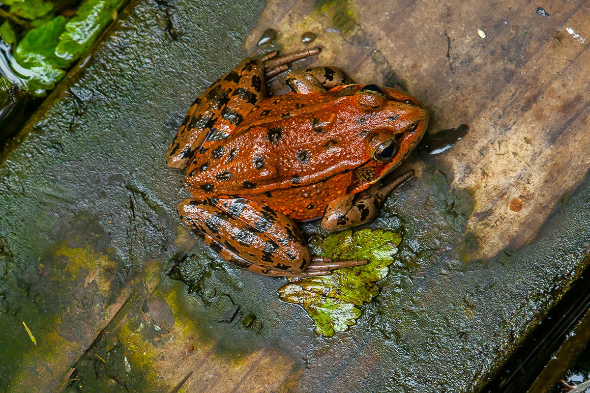 California red-legged frog