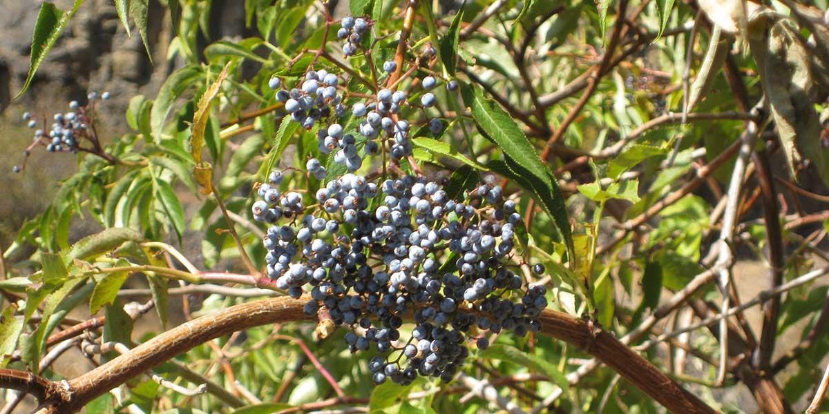 Blue elderberry