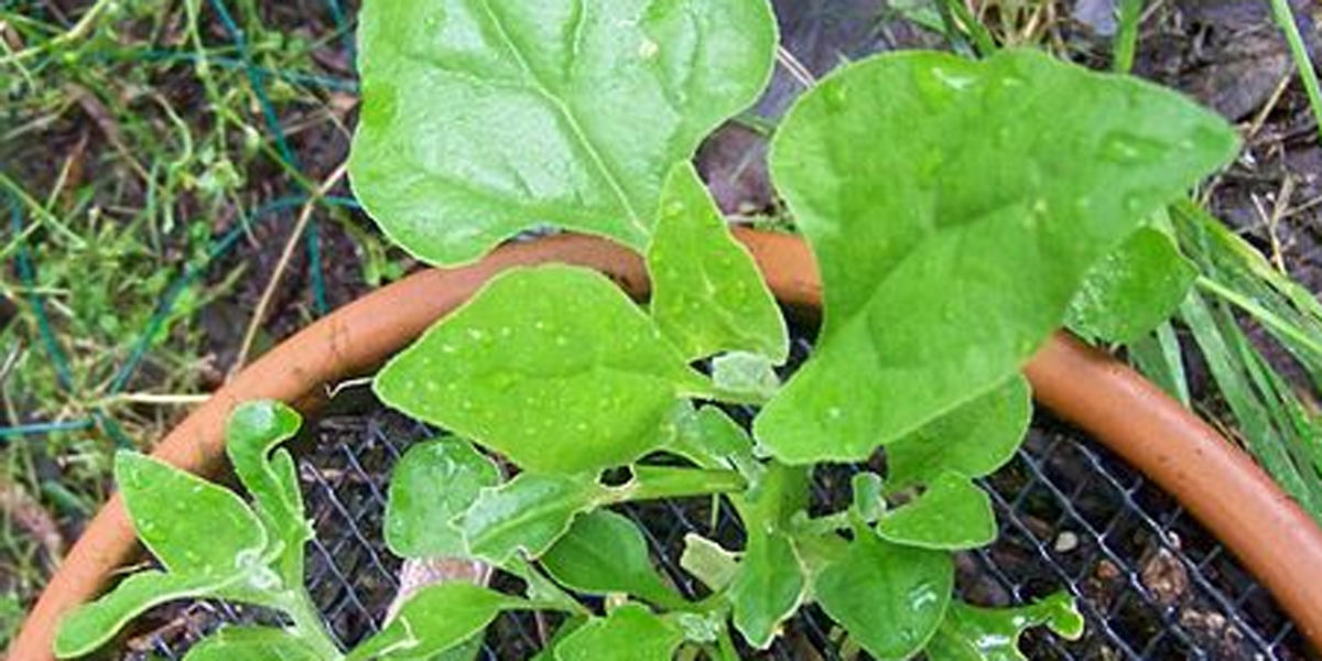 A green plant with triangular leaves