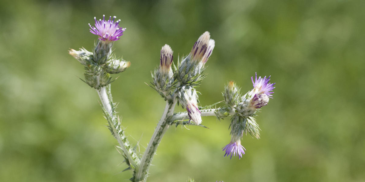 A long, spikey green plant with purple flowers grows along a trail