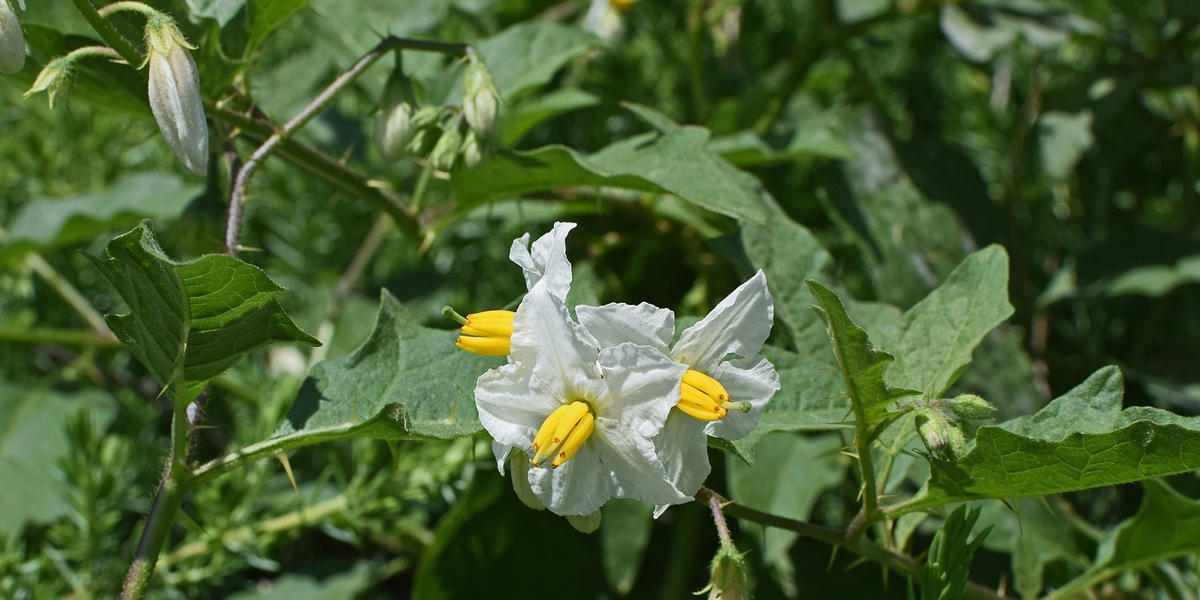 A plant with small white flowers and triangular leaves