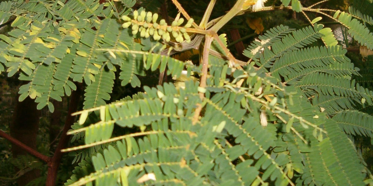 A tree branch with vibrant green leaves and brush-like yellow flowers and green bean pods