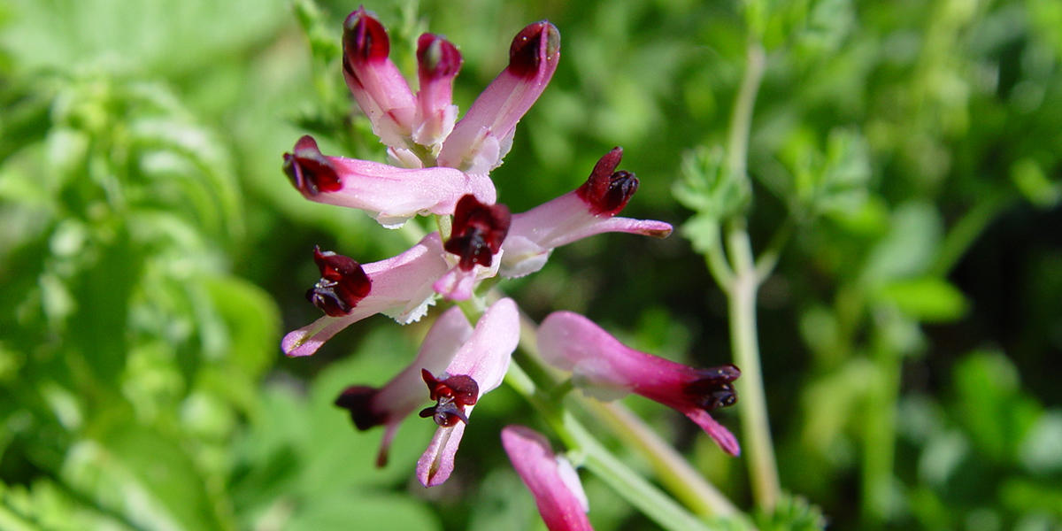 A purple and white flower grows from the soil