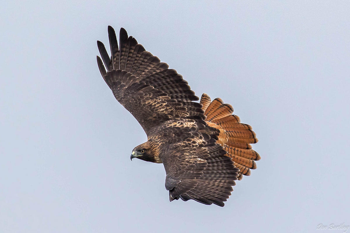 A red-tailed hawk.