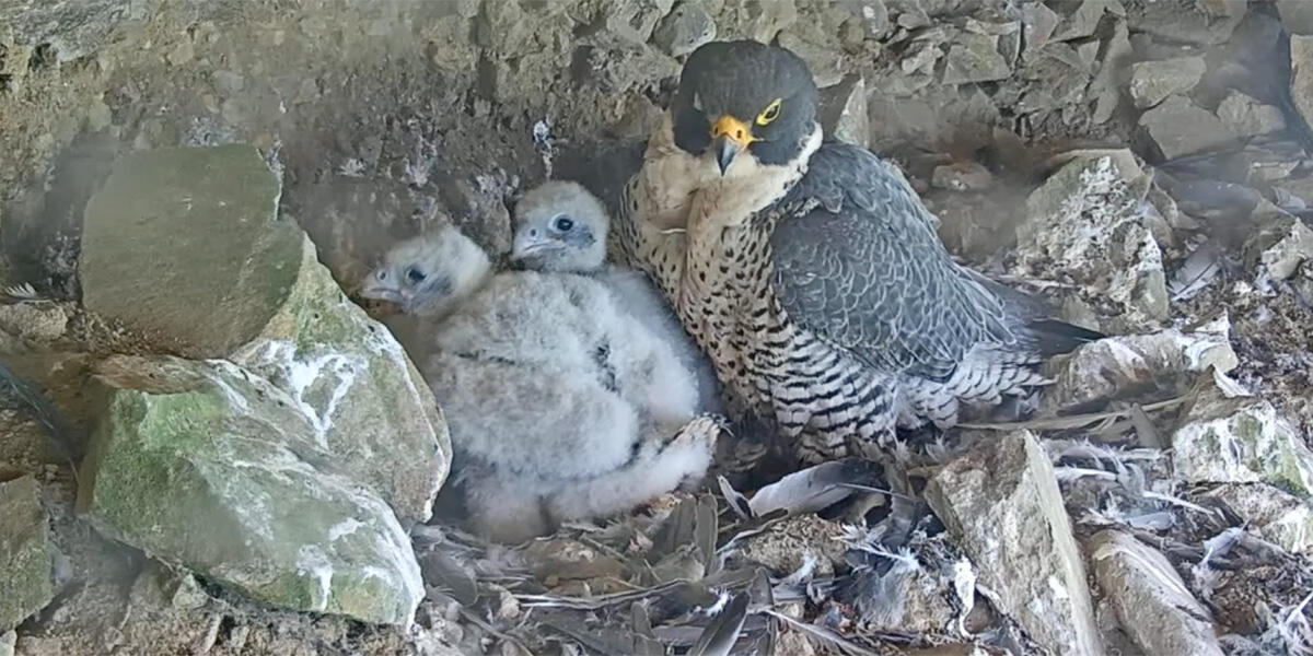 Peregrine Falcon with chicks