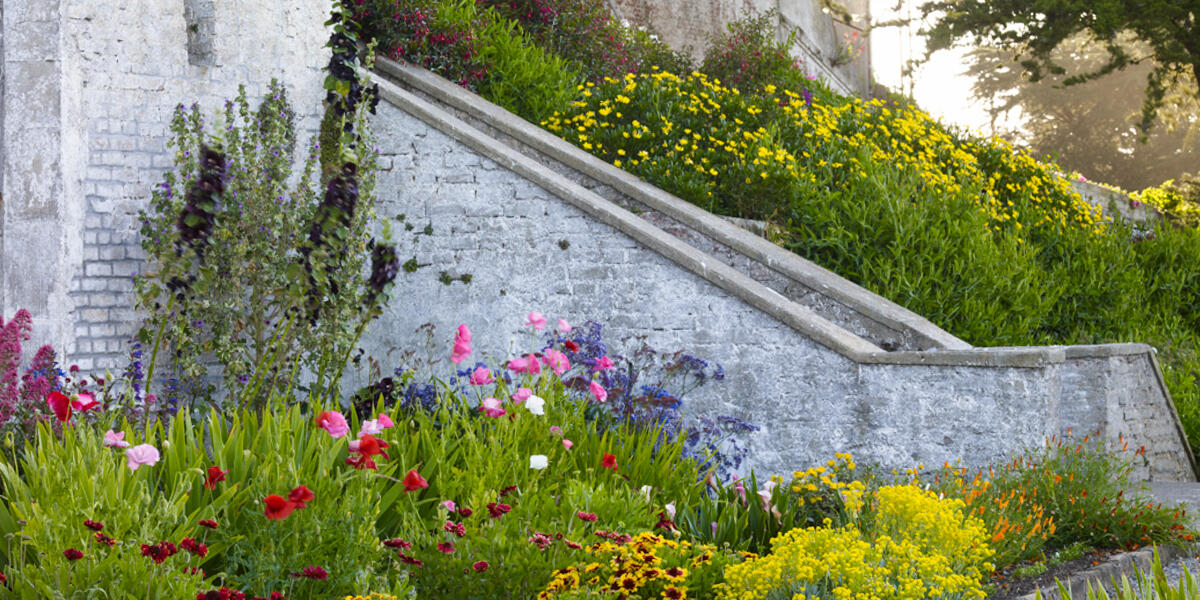 Flowers in bloom at Alcatraz Historic Gardens