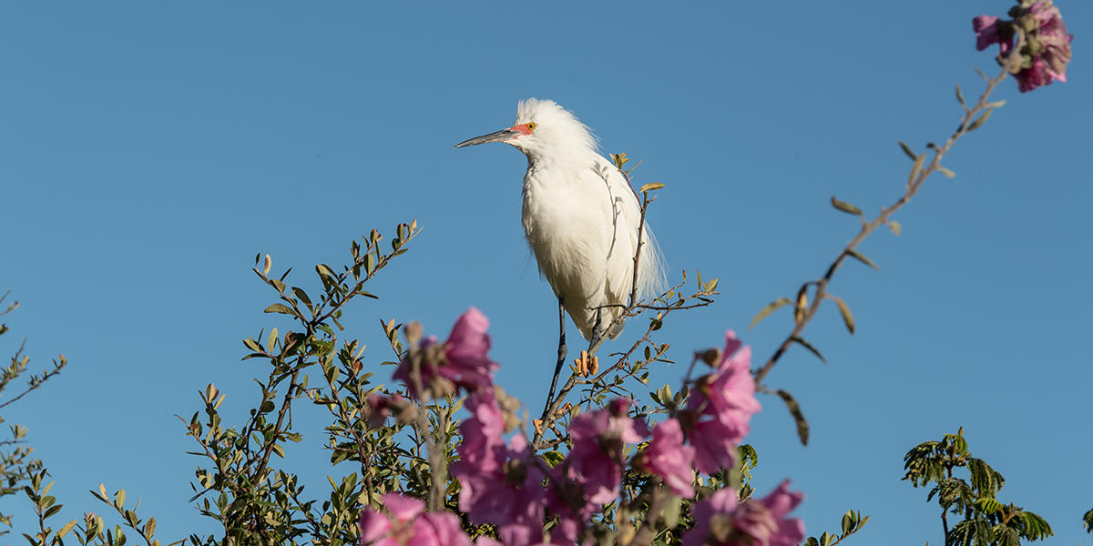 snowy egret