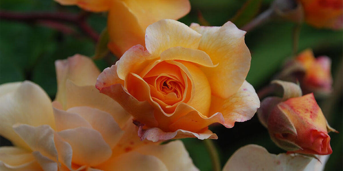 Close up photo of a peach colored rose 'Buff Beauty' from the Historic Gardens of Alcatraz